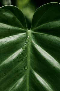 natalia-blauth-eUaJzjnRJWQ-unsplash natalia-blauth-eUaJzjnRJWQ-unsplash