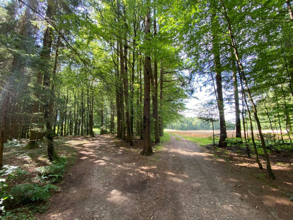 A forked path in the woods