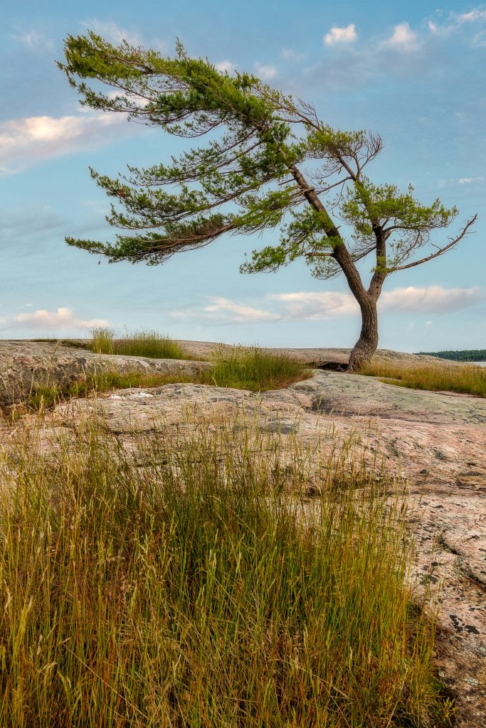 A windswept tree with a curved trunk and branches leaning left grows from rocky ground beneath a blue sky.